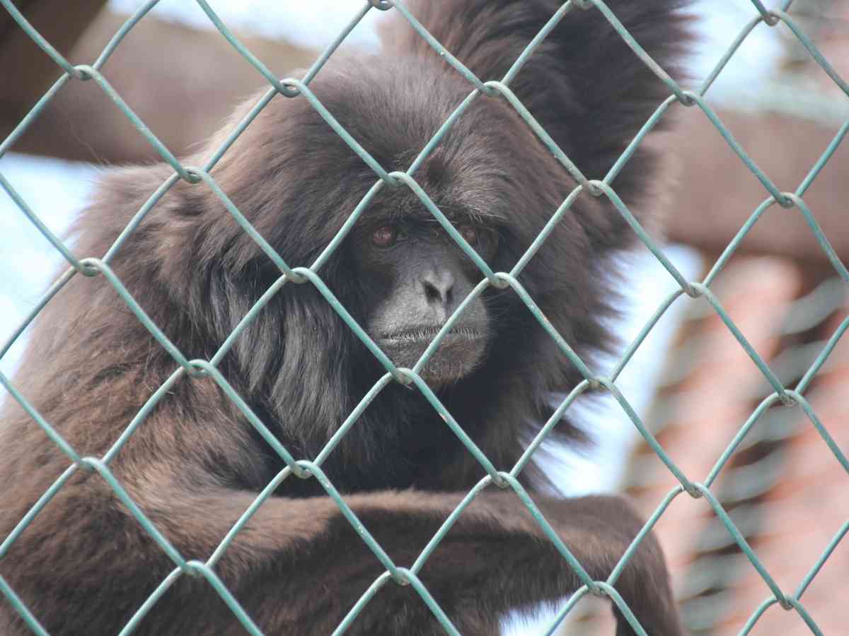 Monkey Haven visitor image